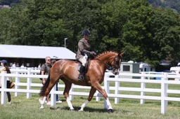 H235 SFAS Amateur Hunter
