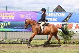 556 HOYS Show Pony 138cm