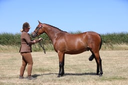 H60_0726 2026