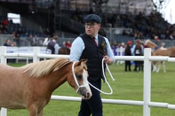 485 Filly or Gelding 2 & 3yrs