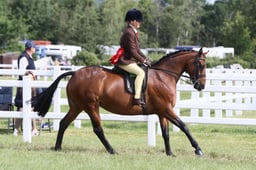 H161 HOYS SHP 143cm