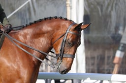 H100 HOYS Lightweight Hunter