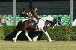 S61_0086 2026