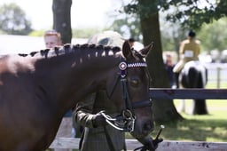 H85 Welsh PB Barren Mare or Gelding