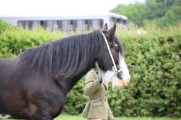 SH1 Clydesdale Suffolk Percheron