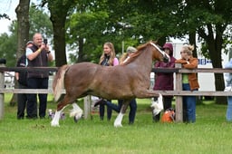 H73 Welsh C 2-3 yr Filly or Gelding