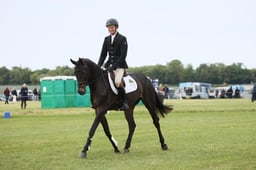 14 HHE CAVALIER JORADO