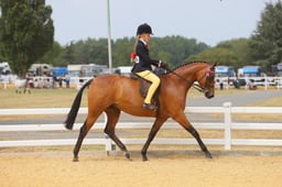 105C Show Pony 148cm