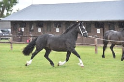 CLH88 Welsh D 2-3 years Filly  Gelding