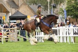 Clydesdales Ridden