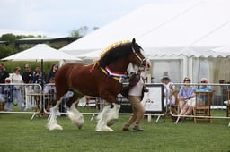 E36_1903 2026