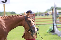 65 In Hand Sport Horse