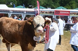 Simmental