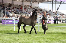 425 Yearling Filly