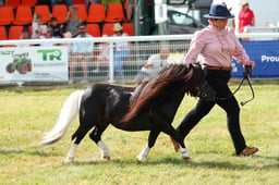 313 Stallions