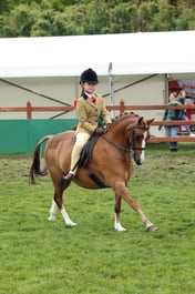 148 Show Hunter Pony 123cm