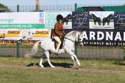 581 HOYS Ridden Welsh A