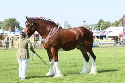 E33_4237 2026
