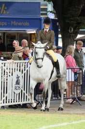 80 Show Hunter Pony 153cm