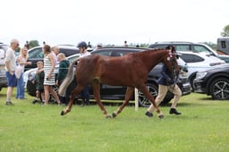 J36_6690 2026