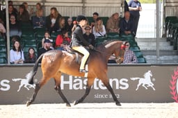 Show Pony Championships