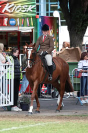 80 Show Hunter Pony 153cm