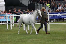 487 Brood Mare & Foals