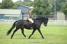 HOYS M&M Ridden Championship