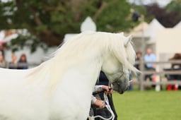 S29_0454 2026