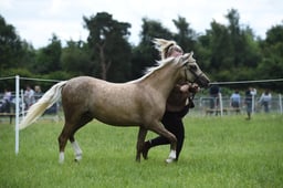 43 Welsh B Yearlings