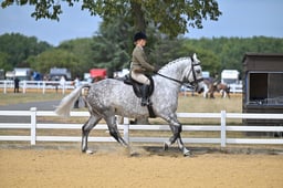 118C Heavyweight Show Hunter