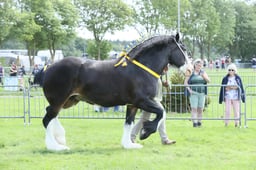 E33_4701 2026