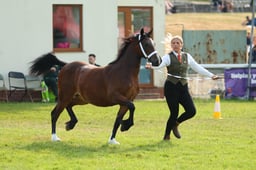 E69_0639 2026