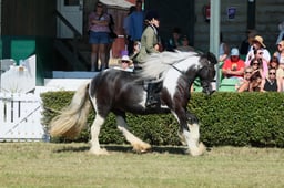 S61_0732 2026