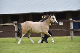 CLH67 Welsh A 2-3 years Filly  Gelding