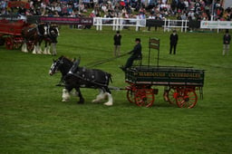 Heavy Horse Turnouts Pairs