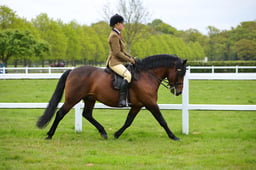 60 M&M Open Ridden Connemara & NF