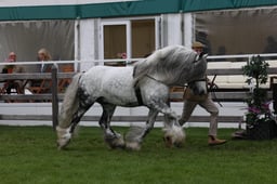 W29_0828 2026