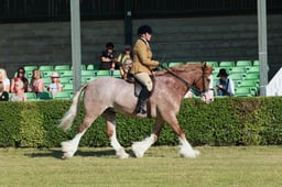 S61_0098 2026