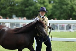 H32 Shetland Mare