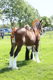 E33_4512 2026