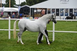 487 & 488 Brood Mare & Foals