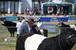 Belted Galloway