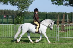 119-115 RIHS M&M Open Ridden Championship