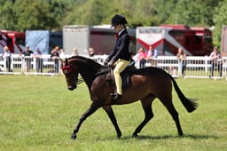 Z42_4461 2026
