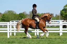 H19_0430 2026