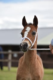 CLH78 Welsh C Colt  Filly Foal