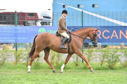 Riding Horse Championship