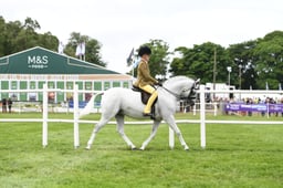 554 Show Hunter Pony 123cm