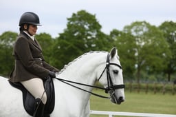 109  Ridden Lusitanos